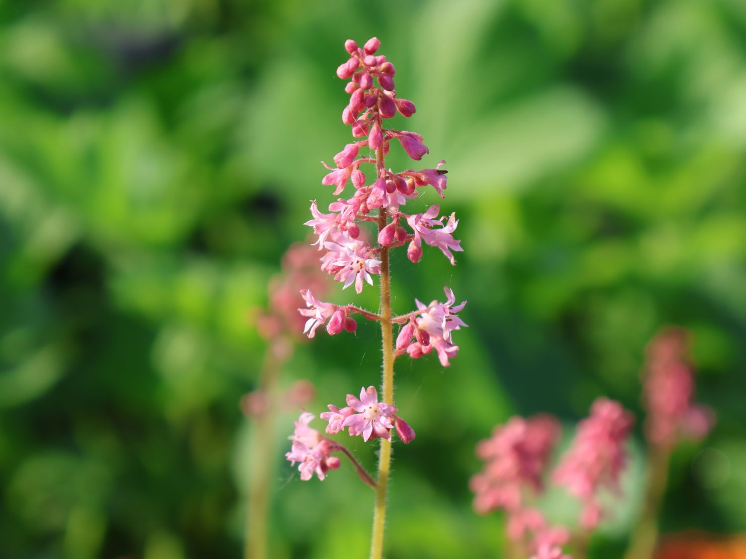 Schaumblüte 'Pink Revolution' - x Heucherella tiarelloides 'Pink Revolution'