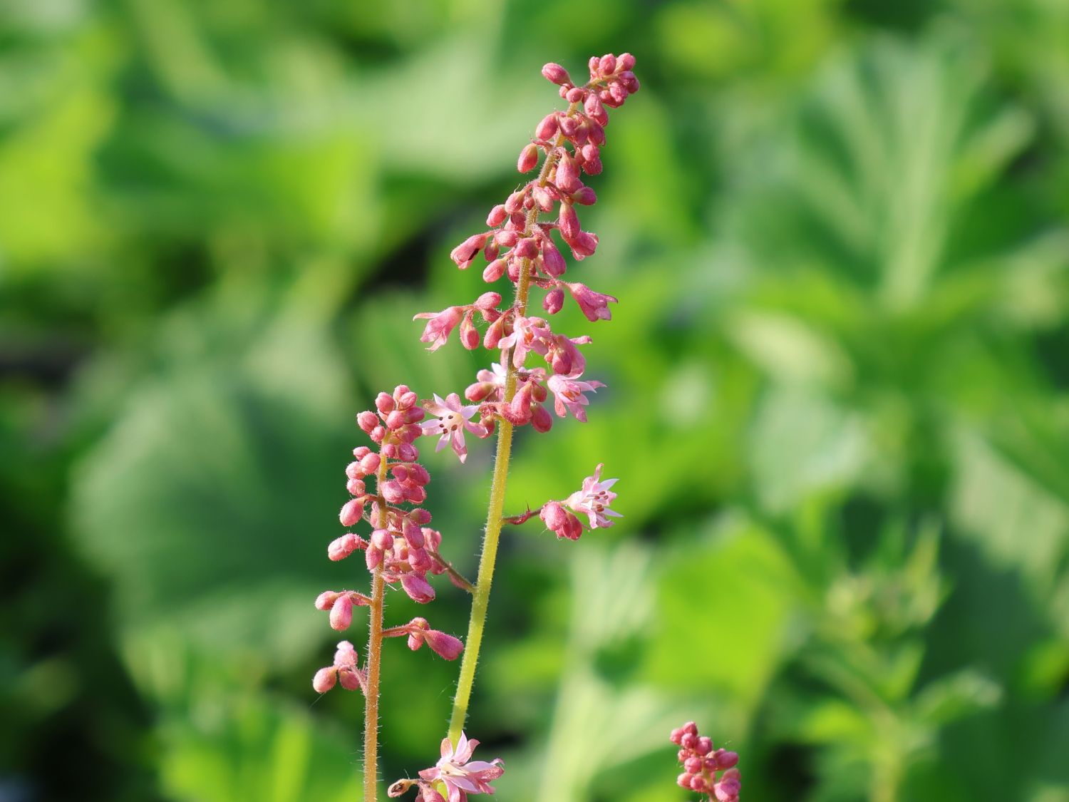 Schaumblüte 'Pink Revolution' - x Heucherella tiarelloides 'Pink Revolution'