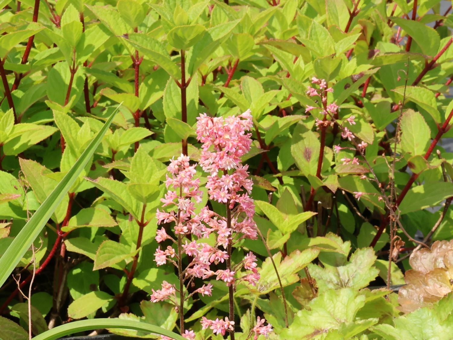 Schaumblüte 'Pink Revolution' - x Heucherella tiarelloides 'Pink Revolution'