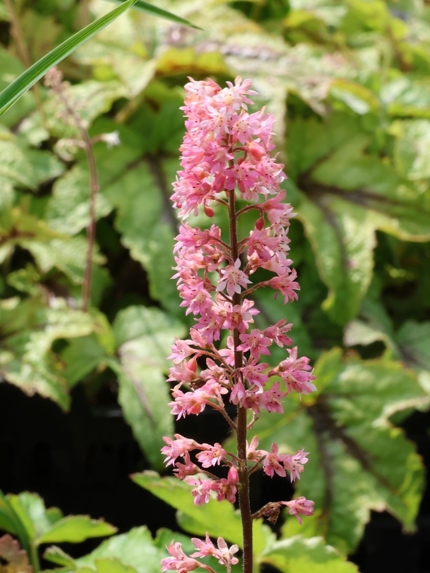 Schaumblüte 'Pink Revolution' - x Heucherella tiarelloides 'Pink Revolution'