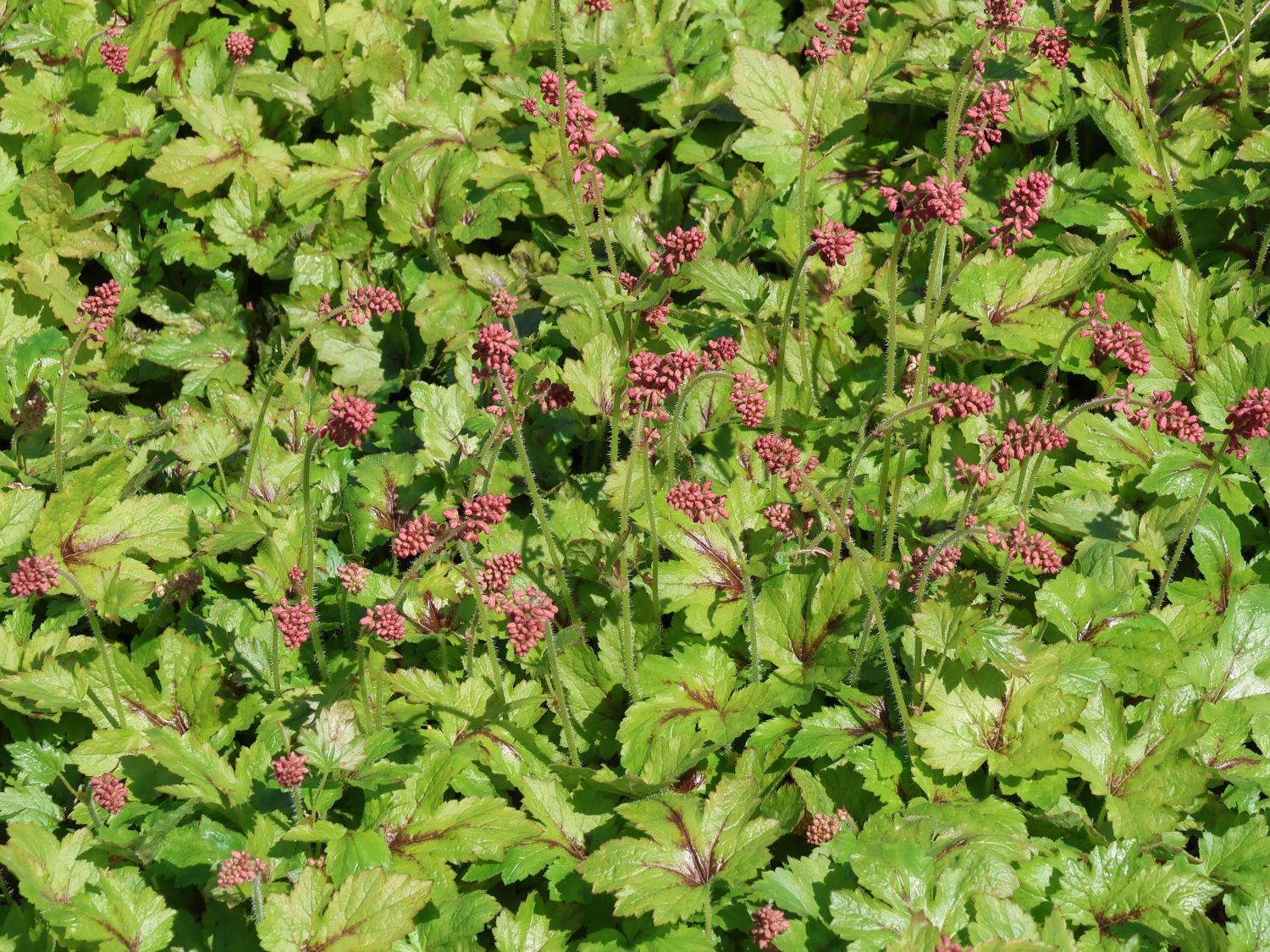 Schaumblüte 'Pink Revolution' - x Heucherella tiarelloides 'Pink Revolution'