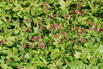 Schaumblüte 'Pink Revolution' - x Heucherella tiarelloides 'Pink Revolution'