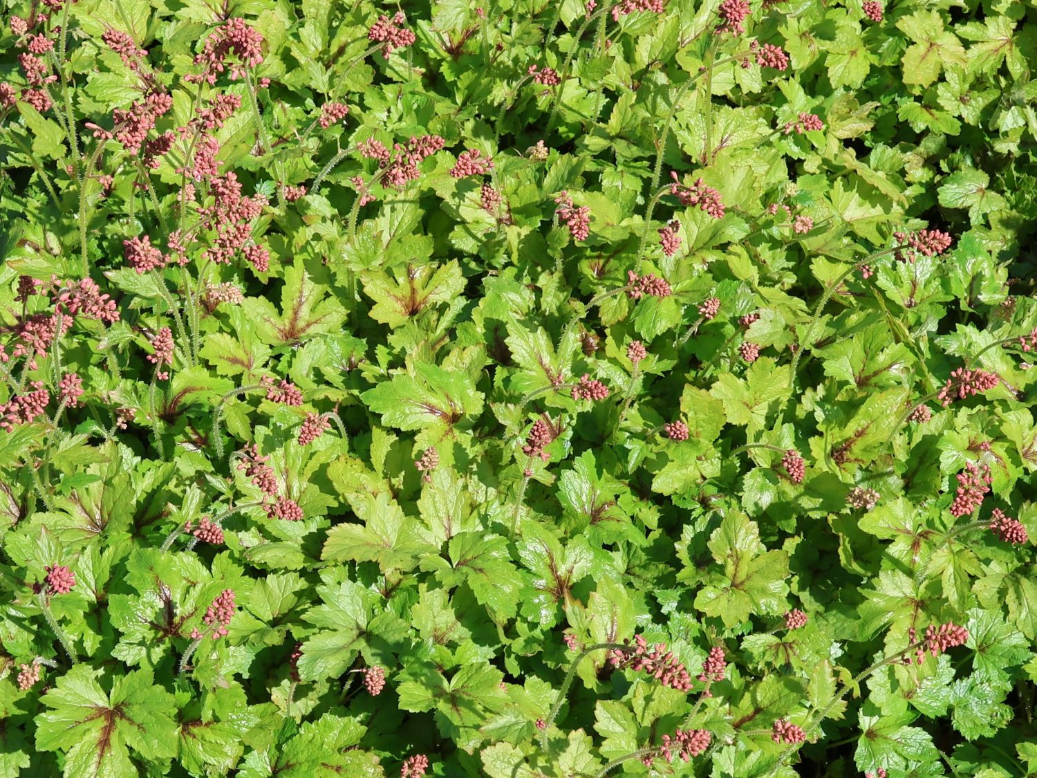 Schaumblüte 'Pink Revolution' - x Heucherella tiarelloides 'Pink Revolution'