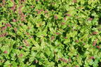 Schaumblüte 'Pink Revolution' - x Heucherella tiarelloides 'Pink Revolution'