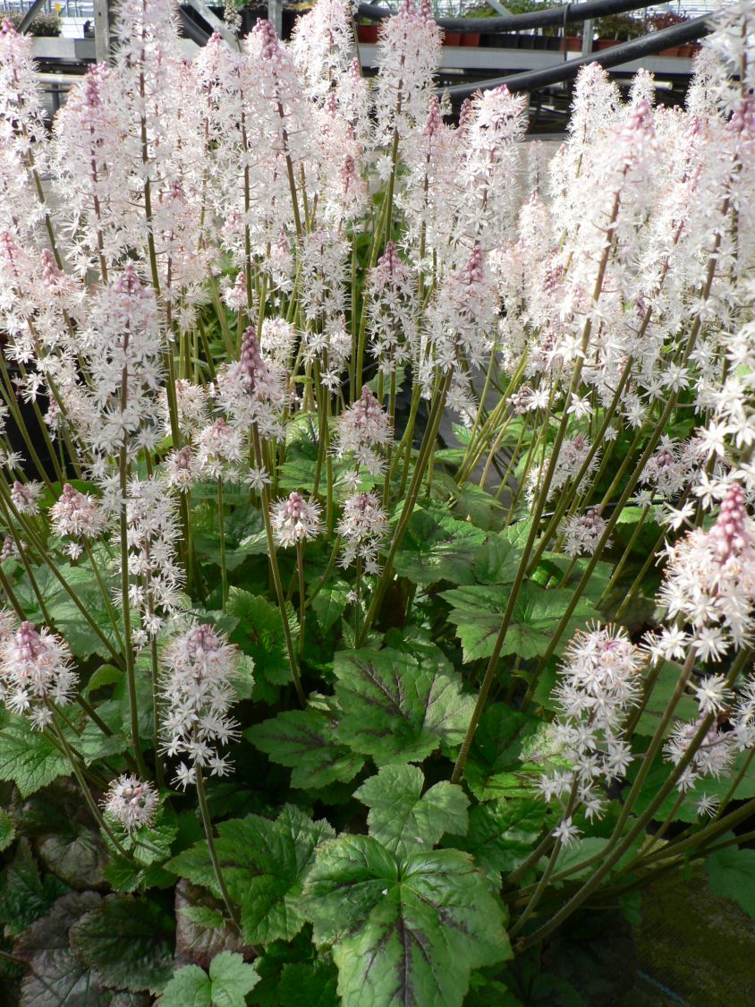 Schaumblüte 'Tiger Stripes' - Tiarella cordifolia 'Tiger Stripes'
