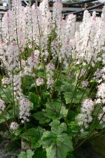 Schaumblüte 'Tiger Stripes' - Tiarella cordifolia 'Tiger Stripes'