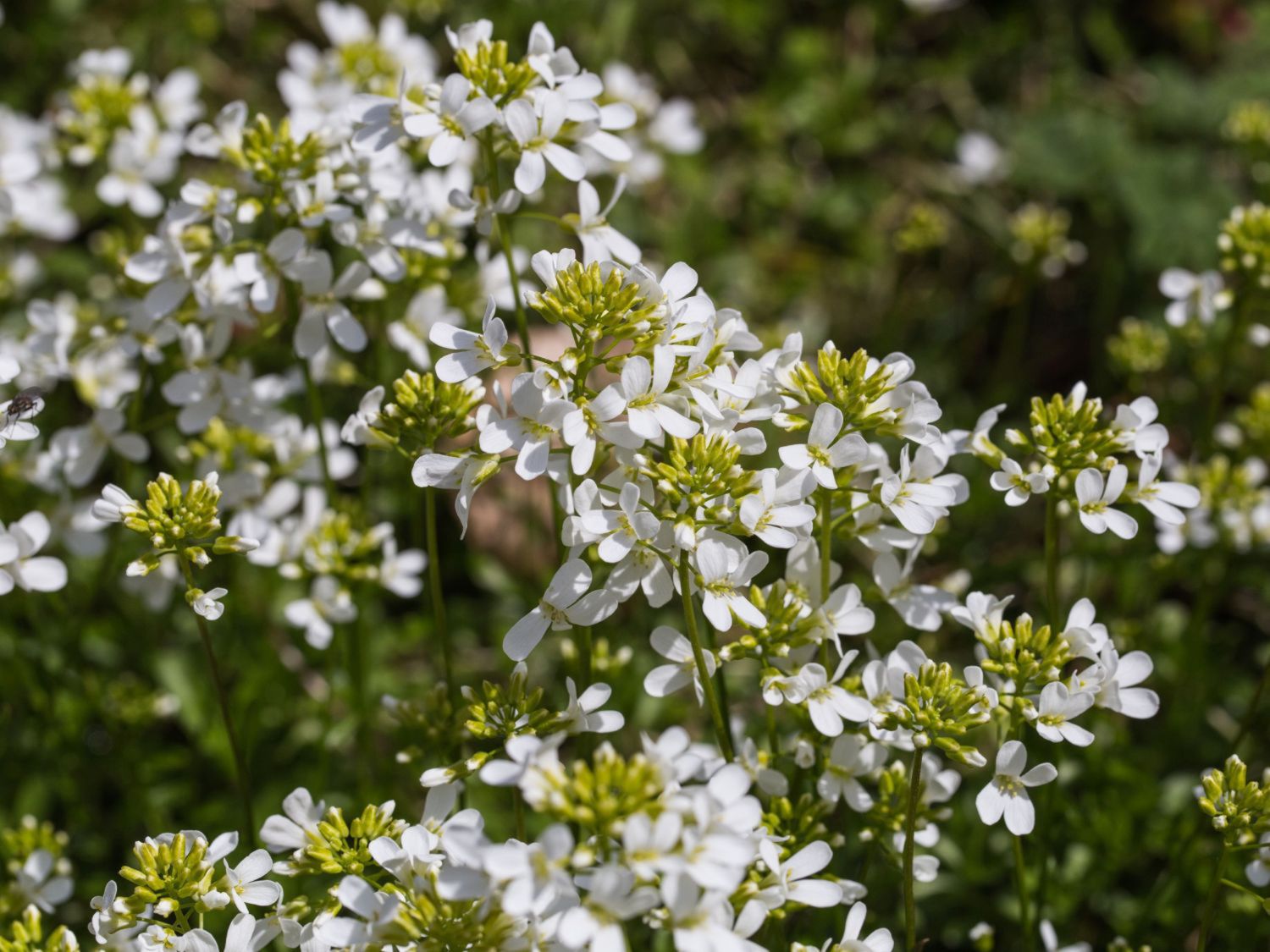 Schaumkresse 'Glacier'