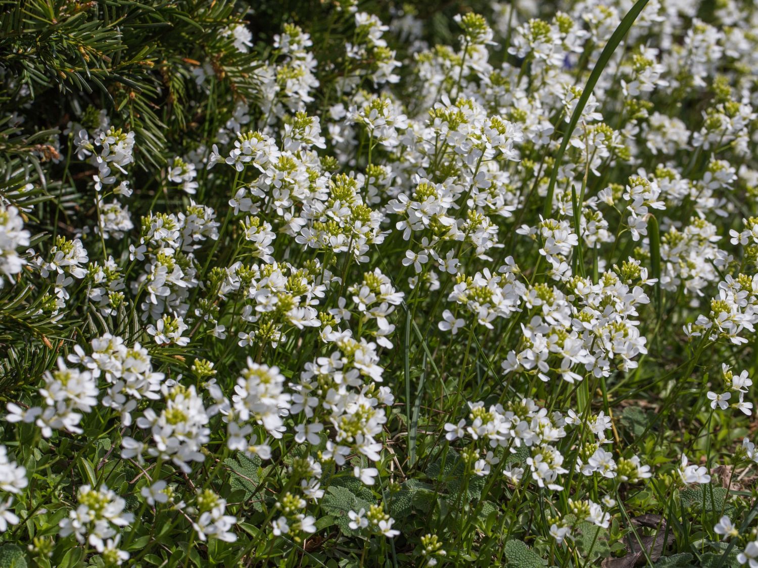 Kreuzblütlerartige (Brassicales)