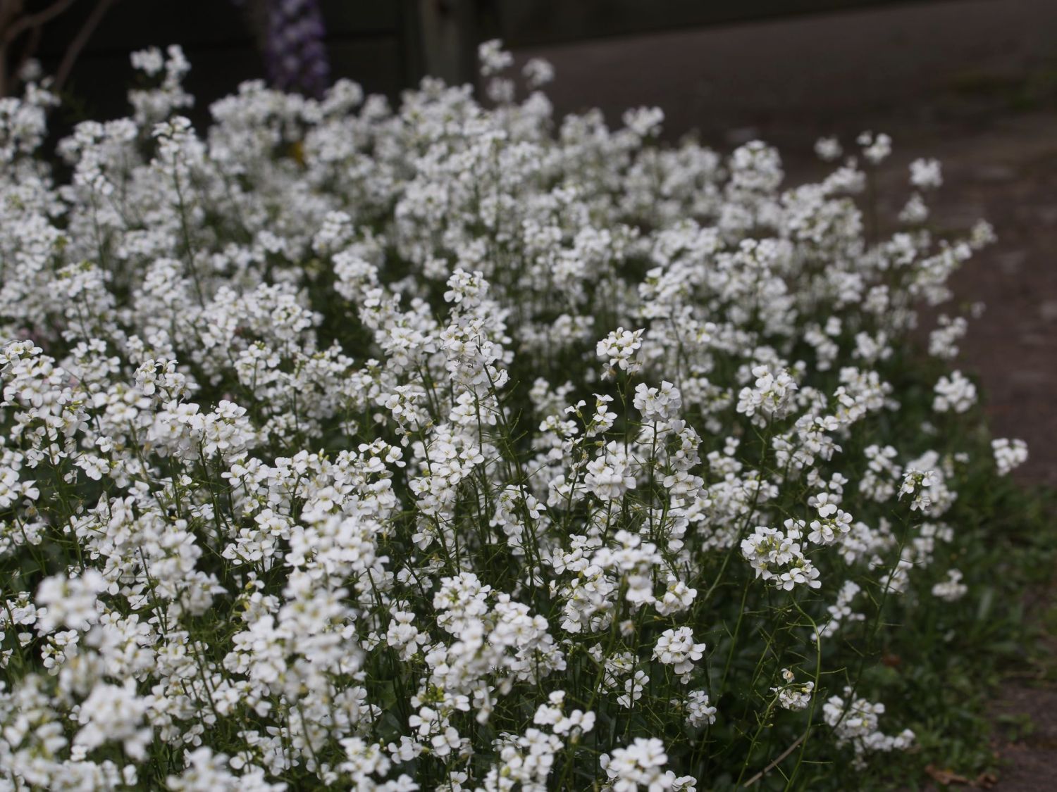 Schaumkresse 'Neuschnee'