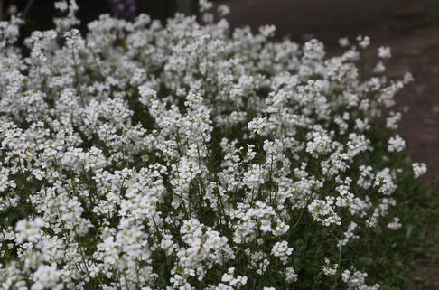Schaumkresse 'Neuschnee' - Arabis procurrens 'Neuschnee'