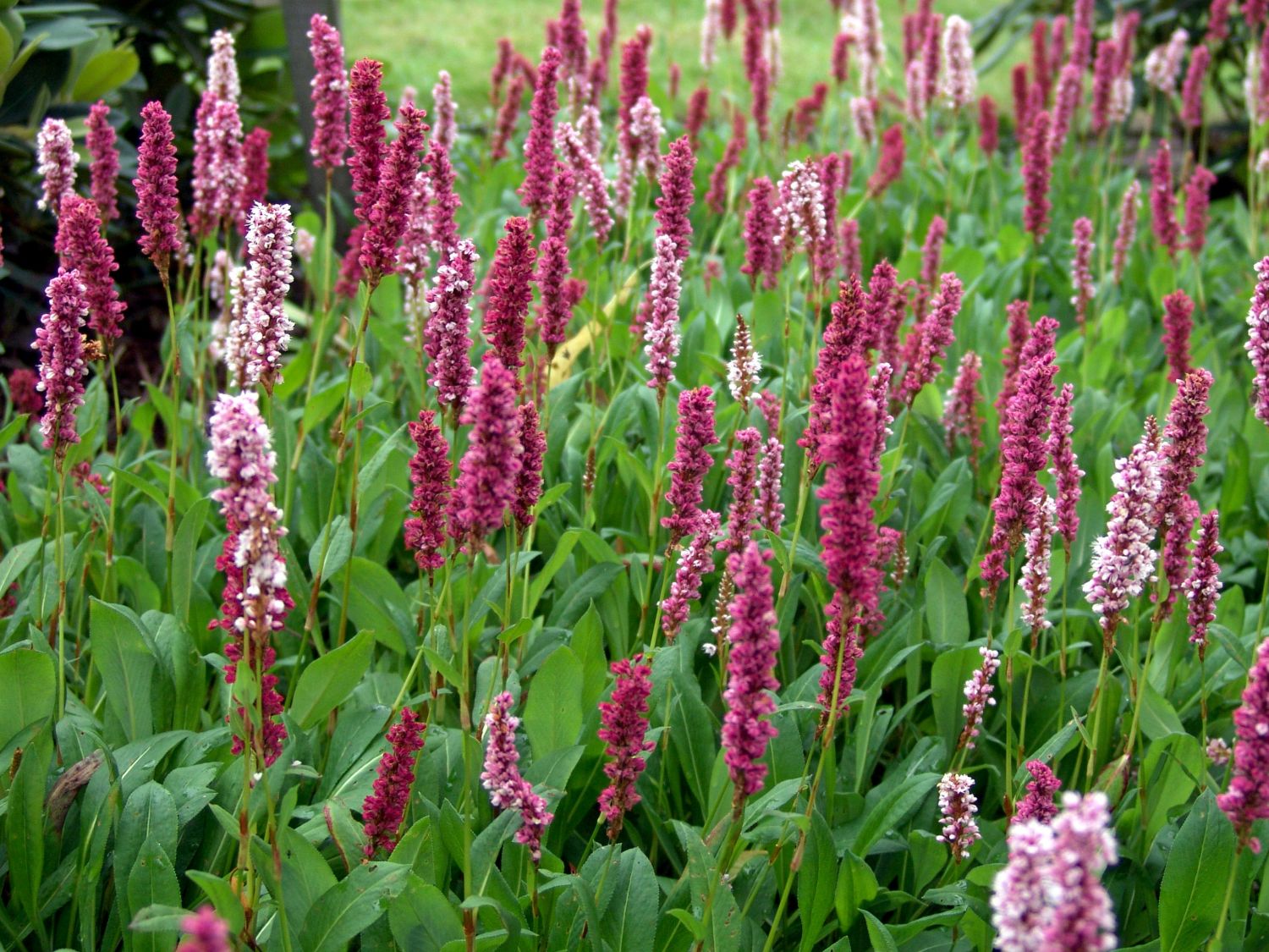 Wiesenknöteriche (Bistorta)