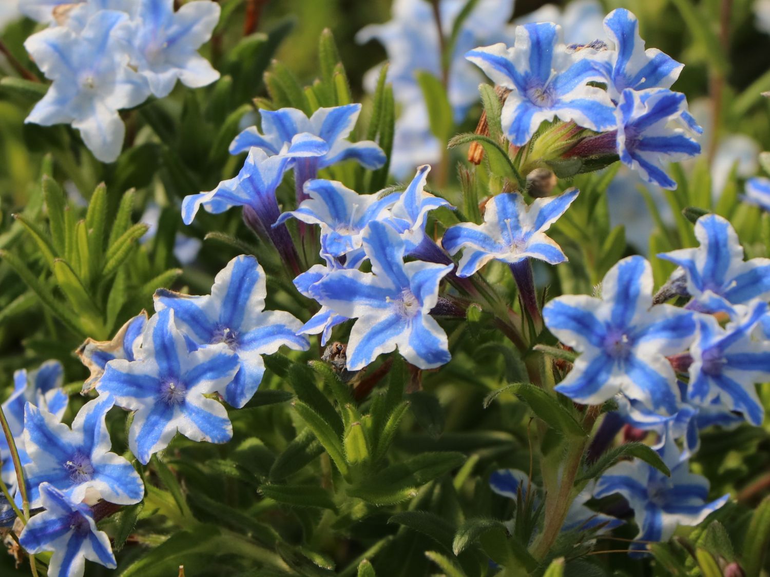 Schein-Steinsame / Lithodora 'Star' - Lithodora diffusa 'Star'