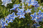 Schein-Steinsame / Lithodora 'Star' - Lithodora diffusa 'Star'