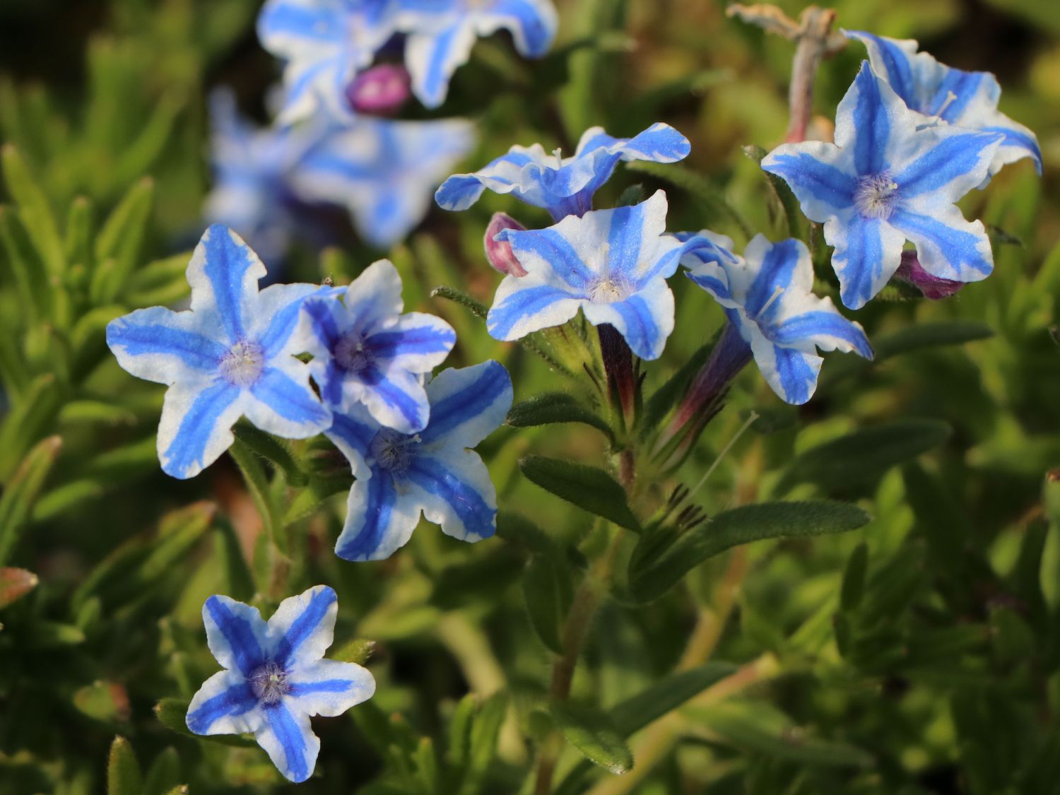 Schein-Steinsame / Lithodora 'Star' - Lithodora diffusa 'Star'