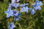 Schein-Steinsame / Lithodora 'Star' - Lithodora diffusa 'Star'