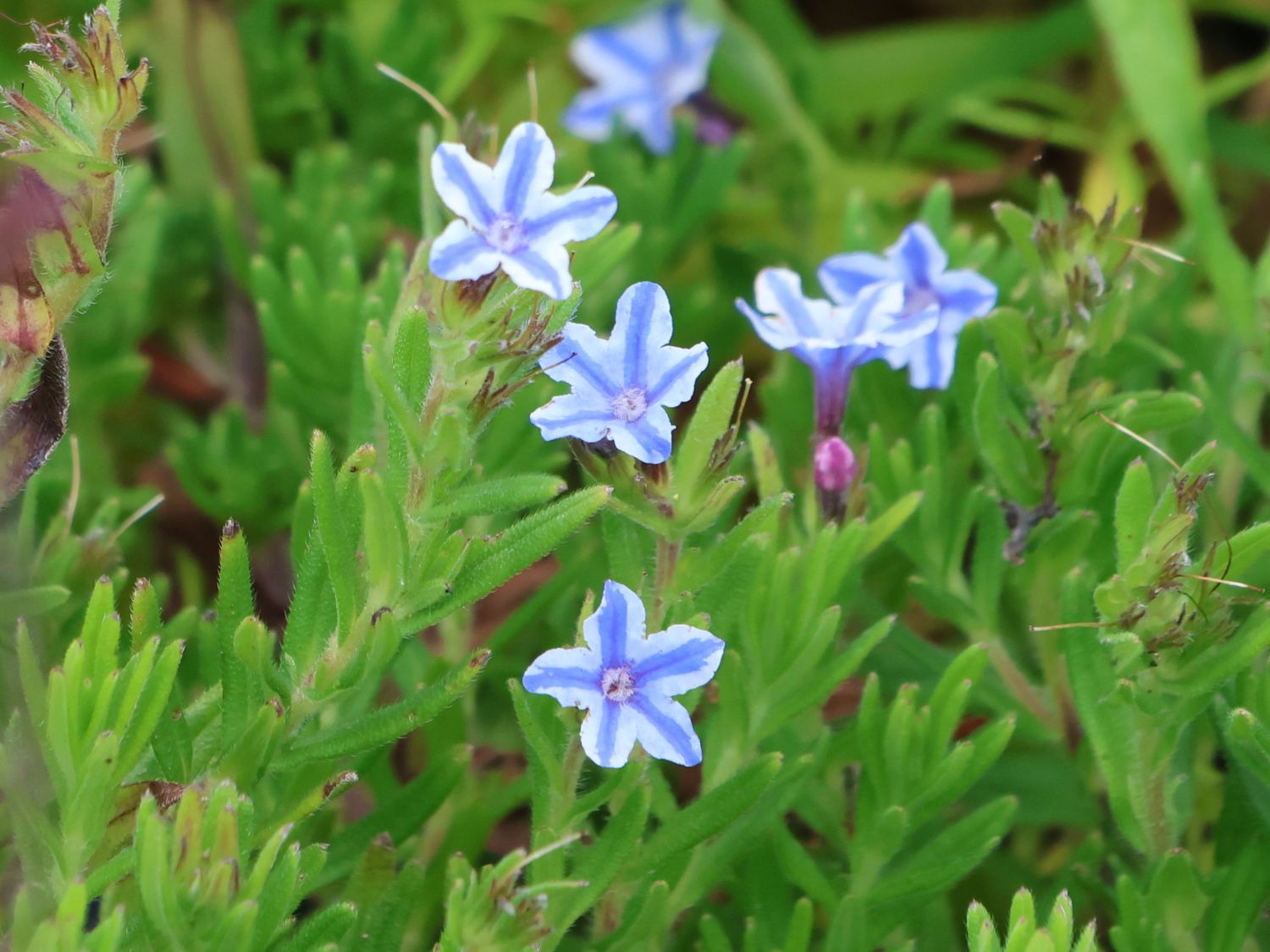 Schein-Steinsame / Lithodora 'Star' - Lithodora diffusa 'Star'