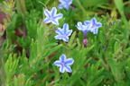 Schein-Steinsame / Lithodora 'Star' - Lithodora diffusa 'Star'