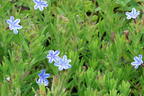 Schein-Steinsame / Lithodora 'Star' - Lithodora diffusa 'Star'