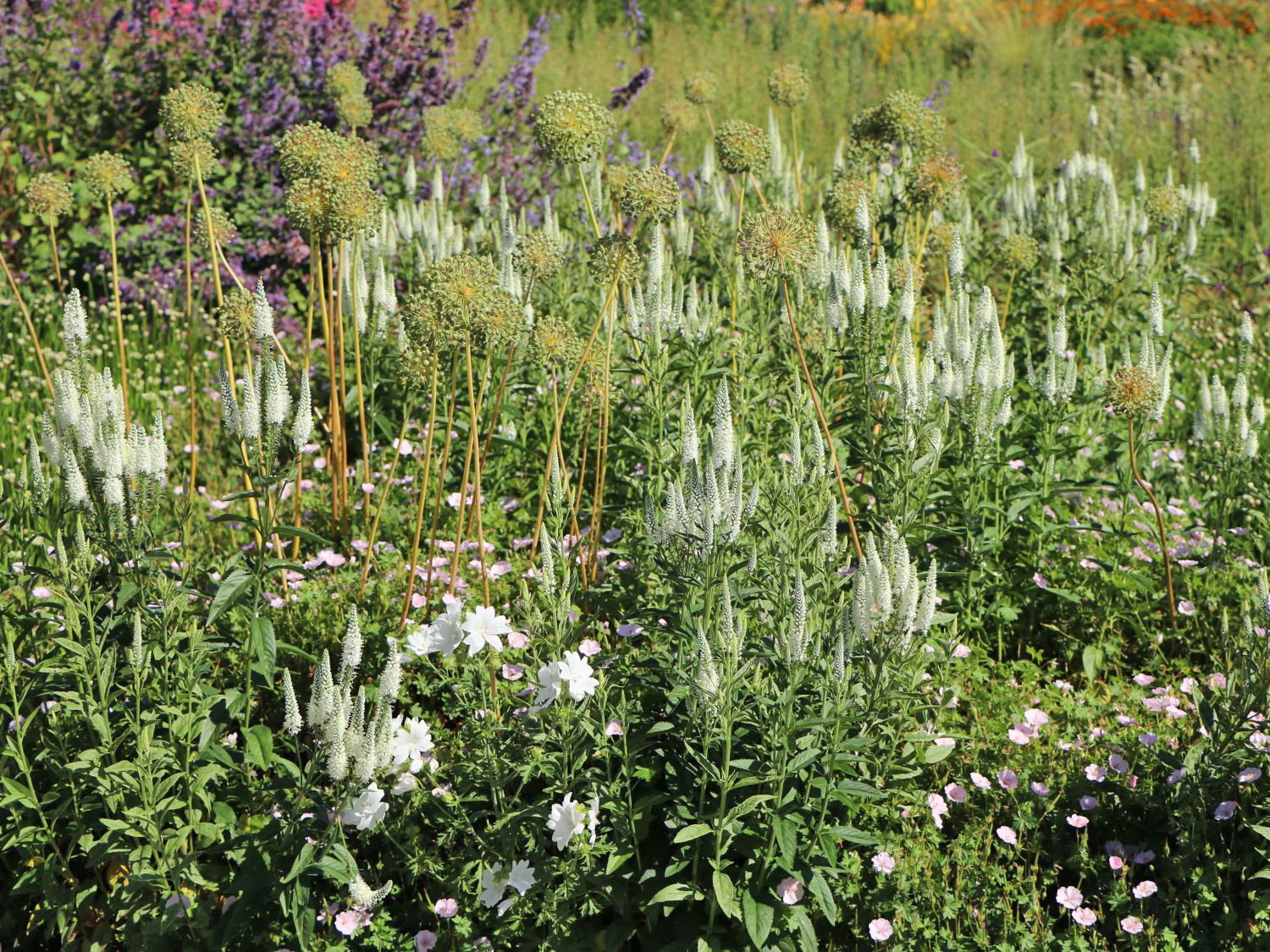 Scheinähriger Ehrenpreis 'Alba'