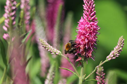 Scheinähriger Ehrenpreis 'Baby Doll' ® - Veronica spicata 'Baby Doll' ®