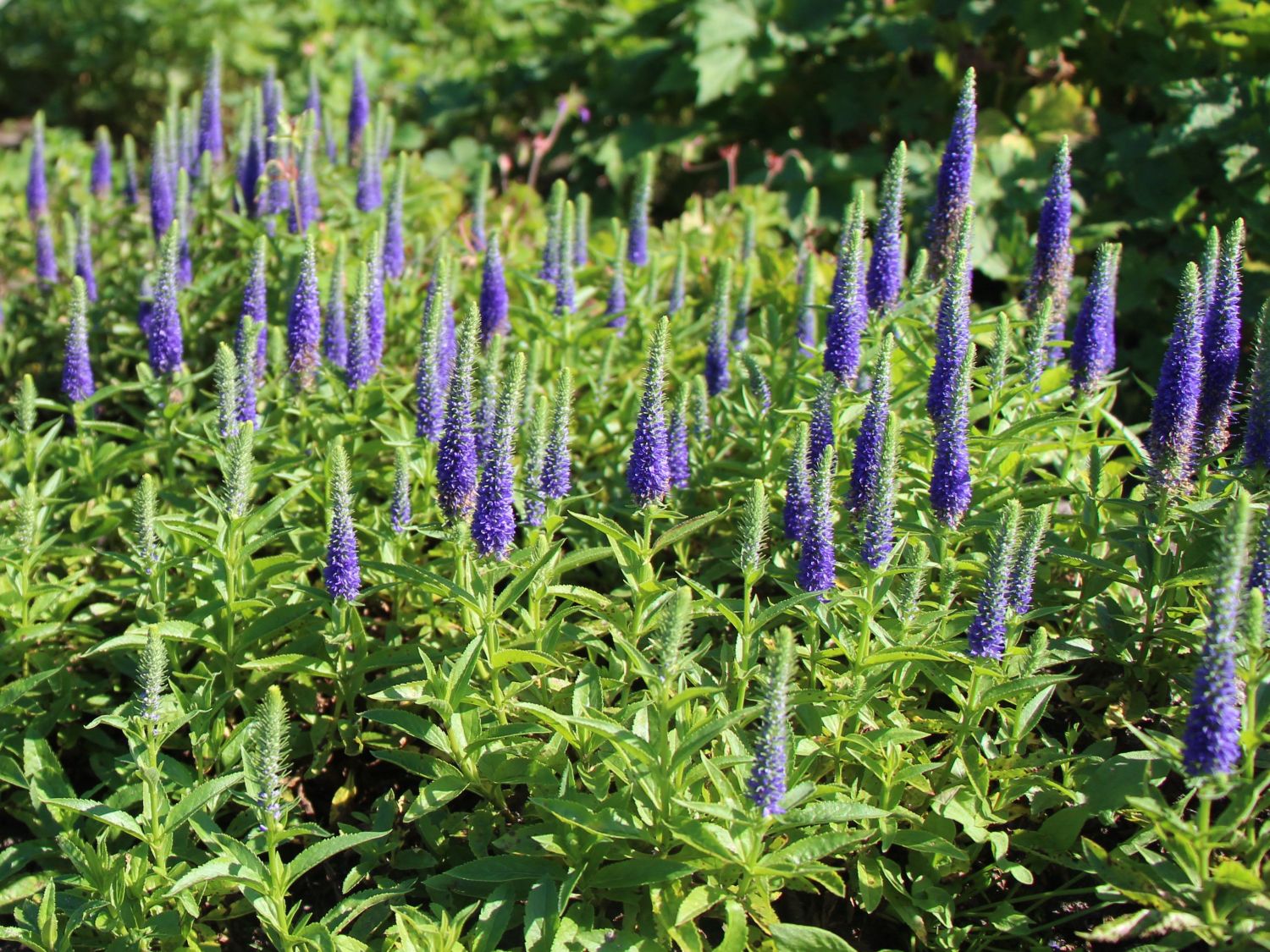 Ehrenpreis (Veronica) Infos & Pflanzen dieser Gattung