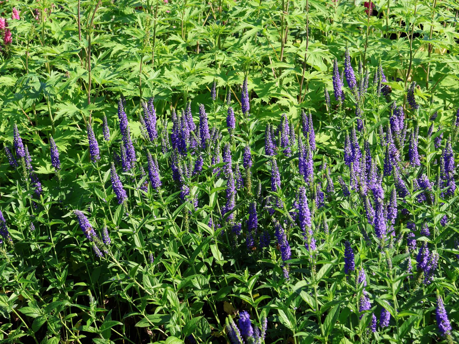 Scheinähriger Ehrenpreis 'First Glory'