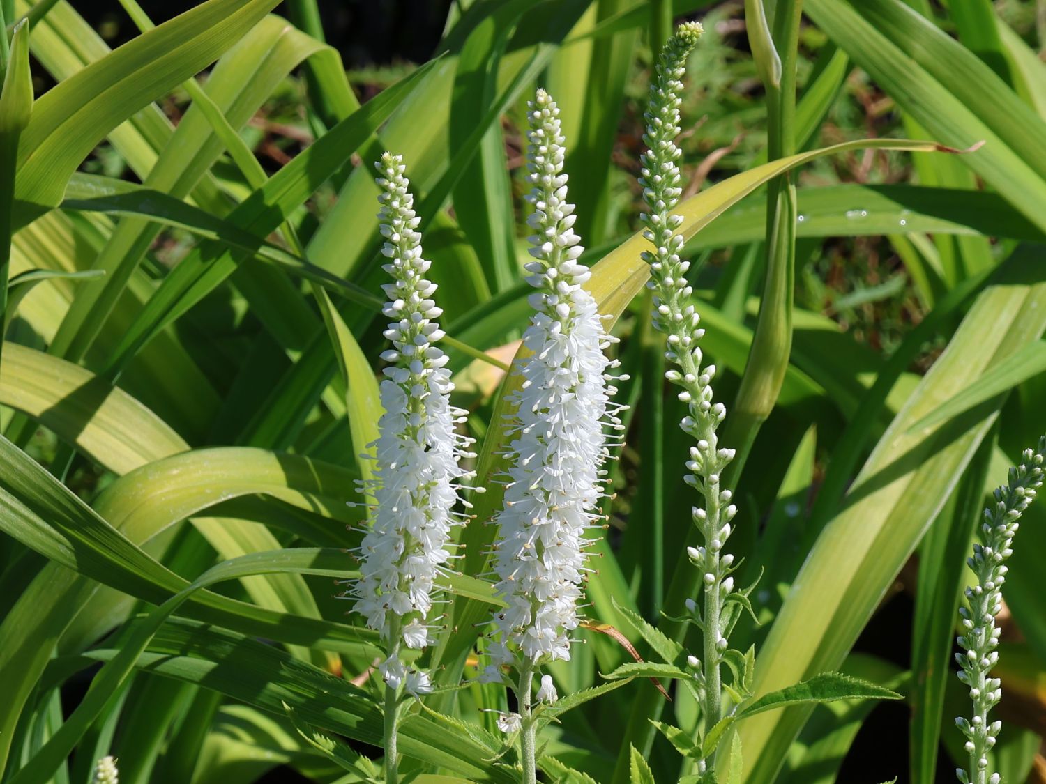 Scheinähriger Ehrenpreis 'Icicle'