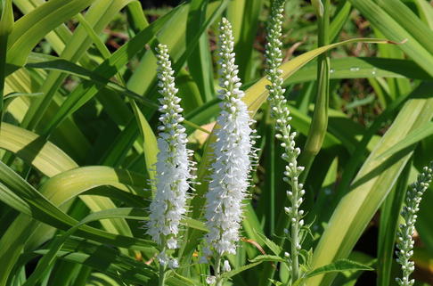 Scheinähriger Ehrenpreis 'Icicle' - Veronica spicata 'Icicle'