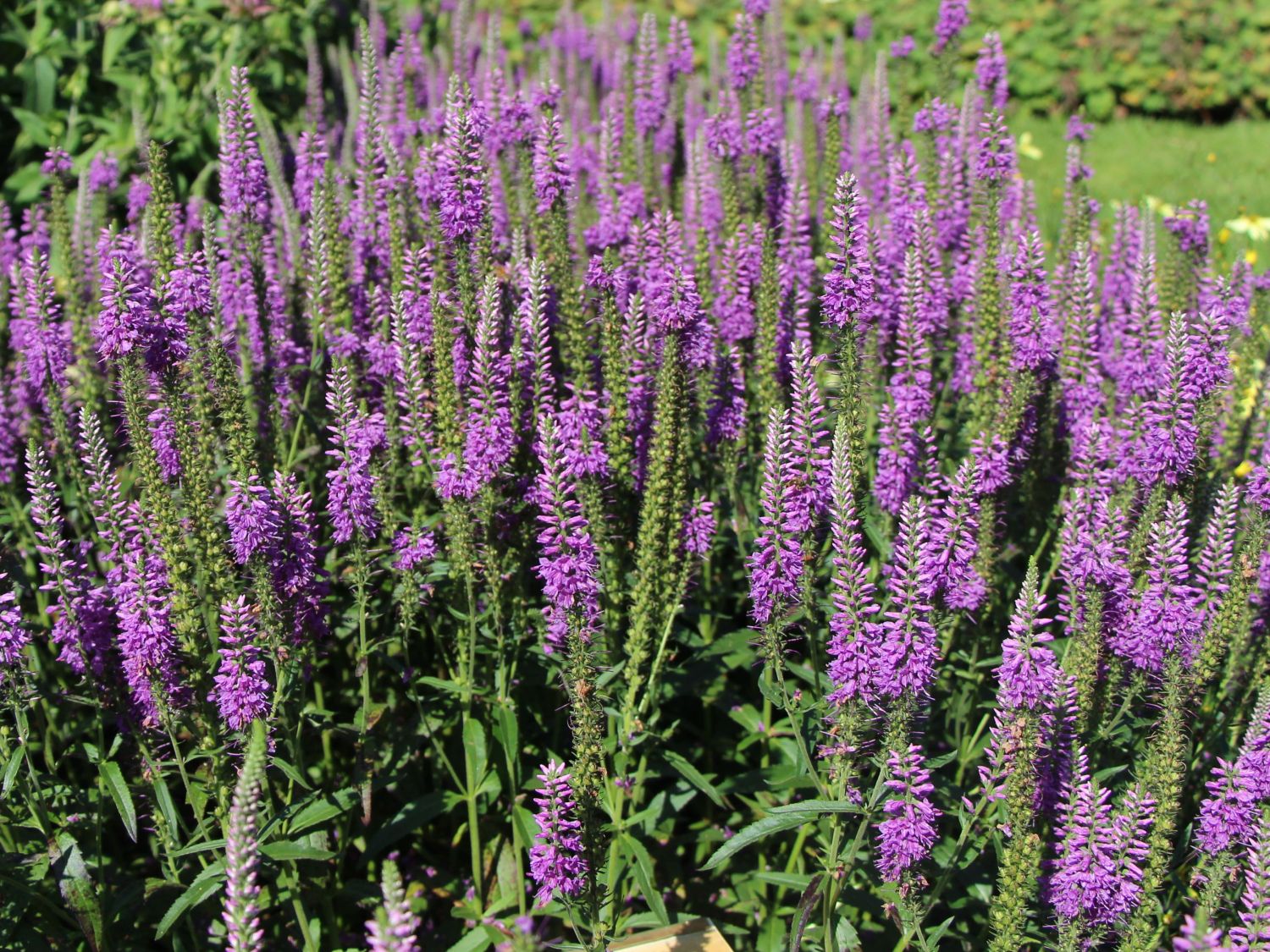 Wegerichgewächse (Plantaginaceae)