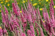 Scheinähriger Ehrenpreis 'Rosea'