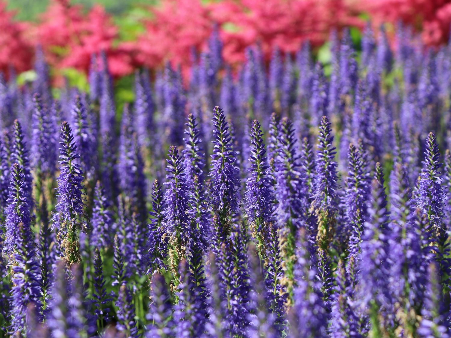 Scheinähriger Ehrenpreis 'Royal Candles Glory'