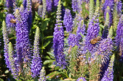 Scheinähriger Ehrenpreis 'Ulster Blue Dwarf' - Veronica spicata 'Ulster Blue Dwarf'