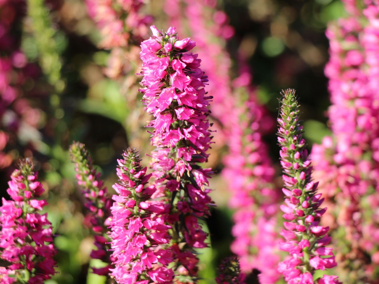 Scheinähriger Ehrenpreis 'Younique Baby Red'