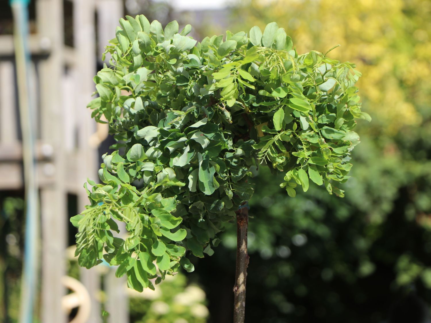 Scheinakazie 'Twister Baby'