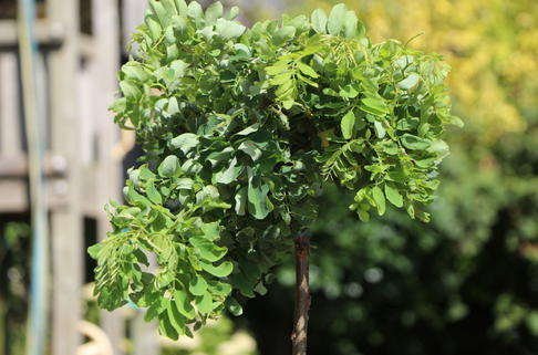 Scheinakazie 'Twister Baby' - Robinia pseudoacacia 'Twisty Baby'