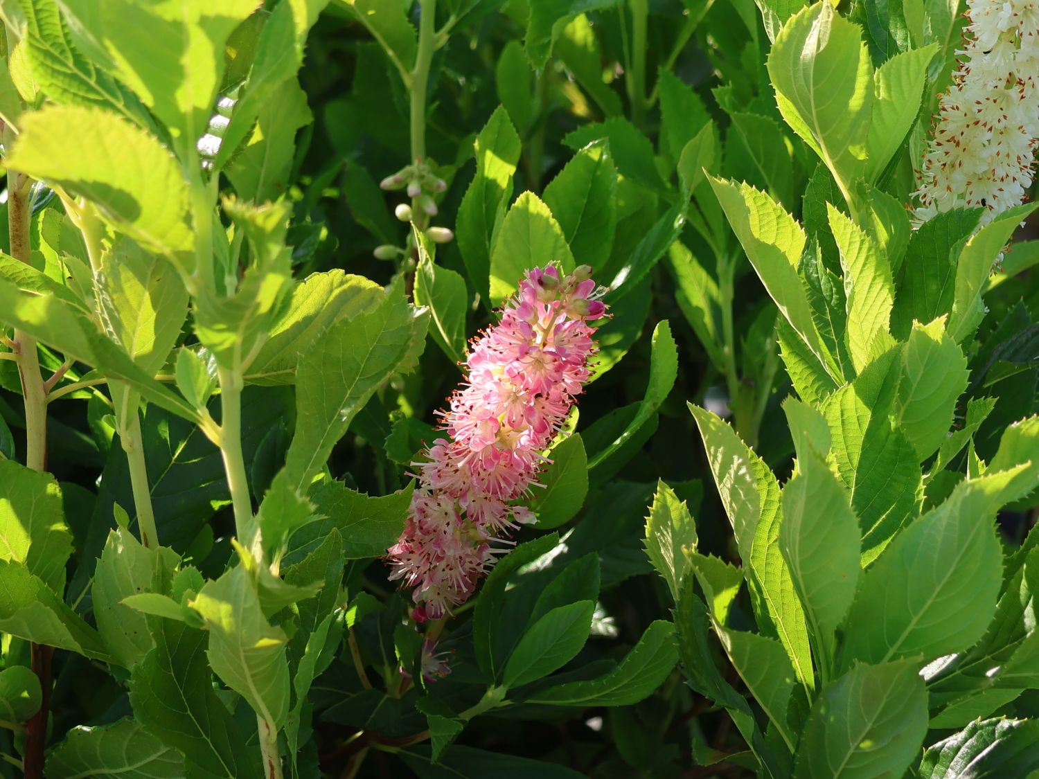 Scheineller / Silberkerzenstrauch 'Pink Spire' - Clethra alnifolia 'Pink Spire'