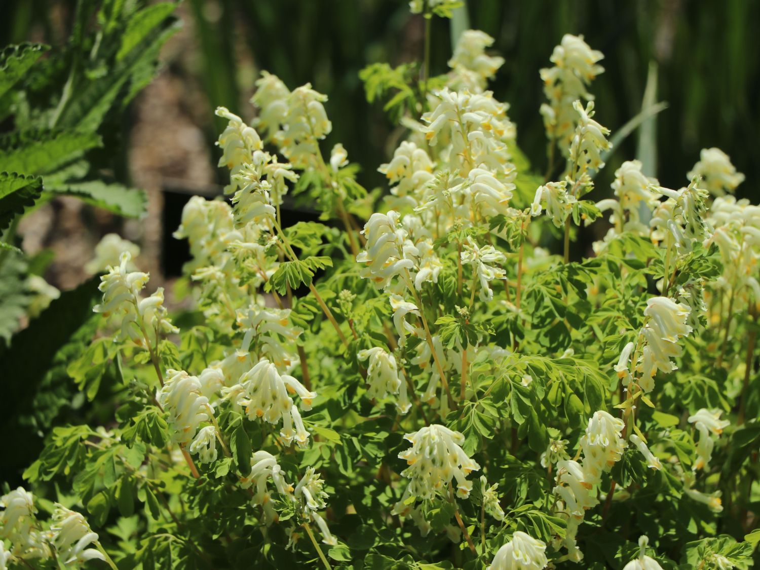 Blassgelber Scheinerdrauch