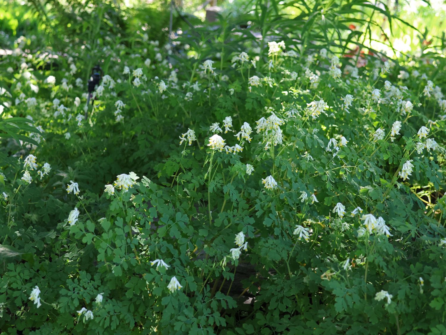 Scheinlerchensporn (Pseudofumaria)