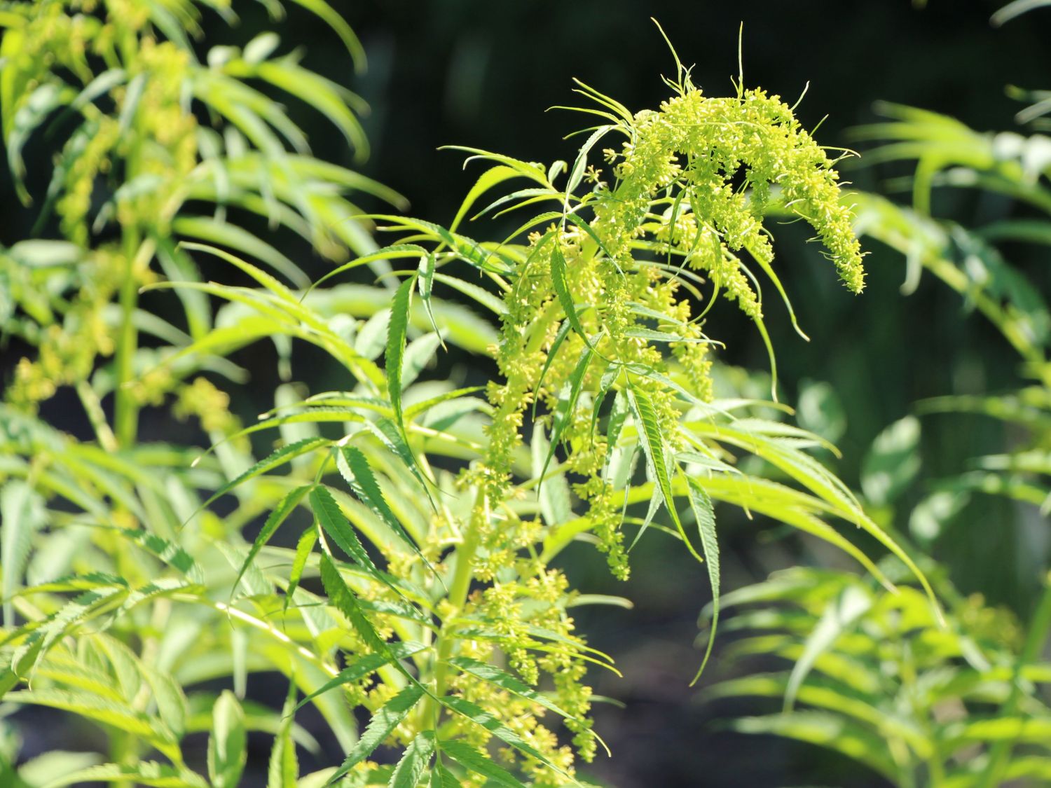 Scheinhanfgewächse (Datiscaceae)