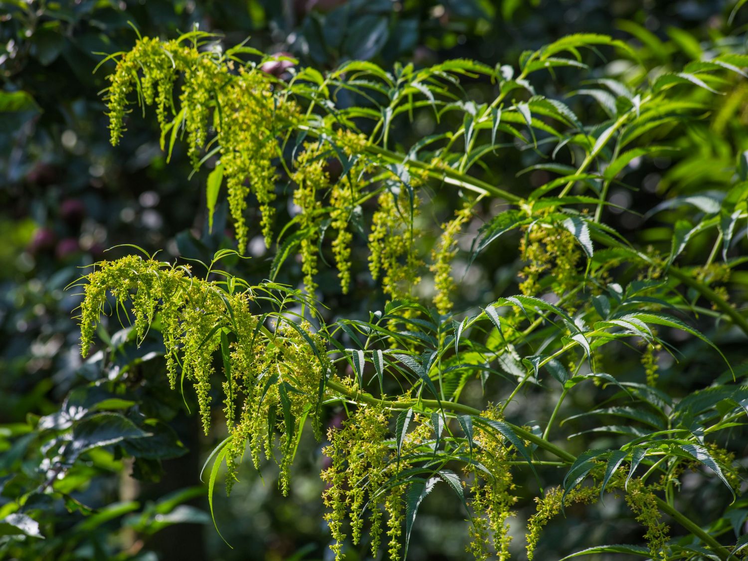 Kürbisartige (Cucurbitales)