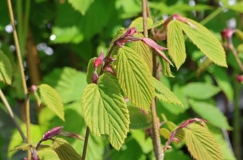 Scheinhasel - Corylopsis glabrescens