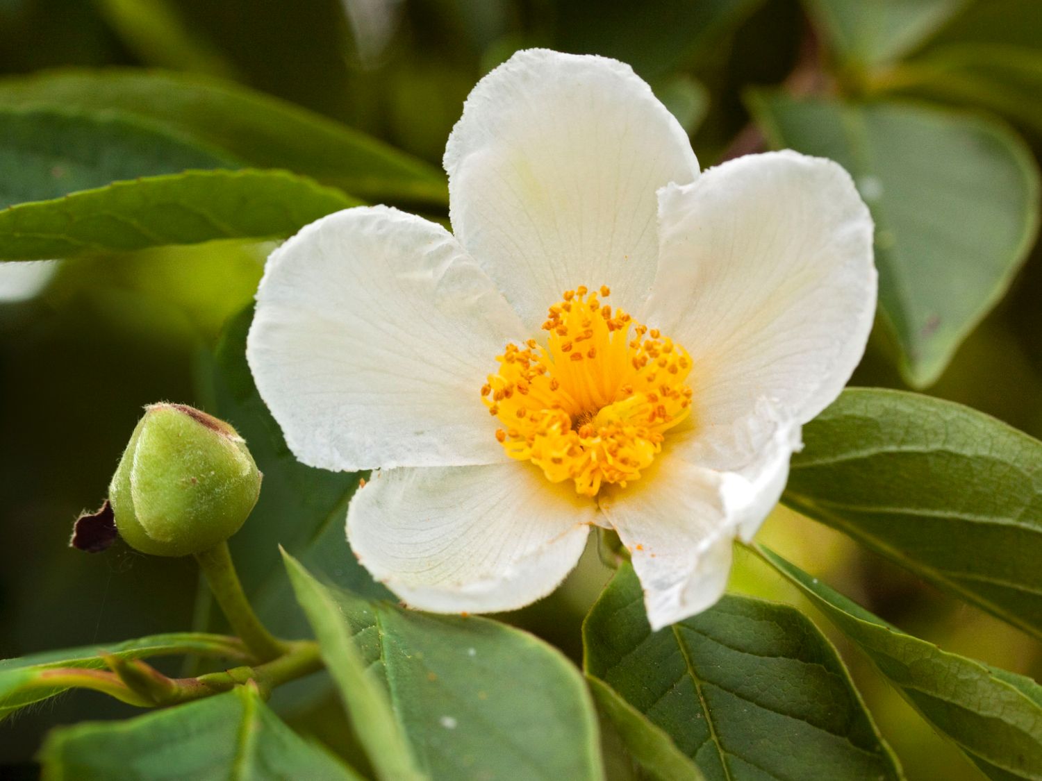 Scheinkamelie - Stewartia pseudocamellia