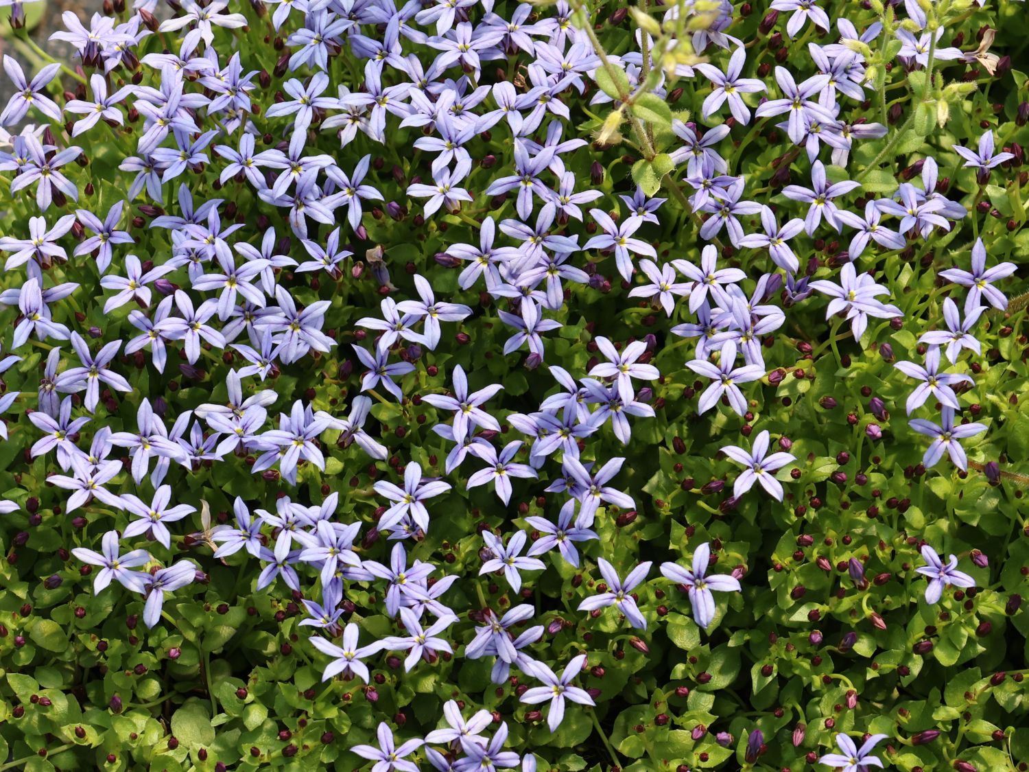Scheinlobelie 'County Park' - Pratia pedunculata 'County Park'