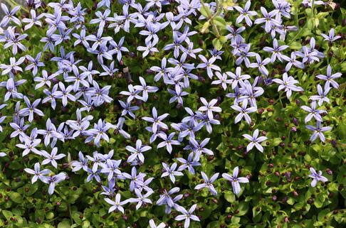 Scheinlobelie 'County Park' - Pratia pedunculata 'County Park'