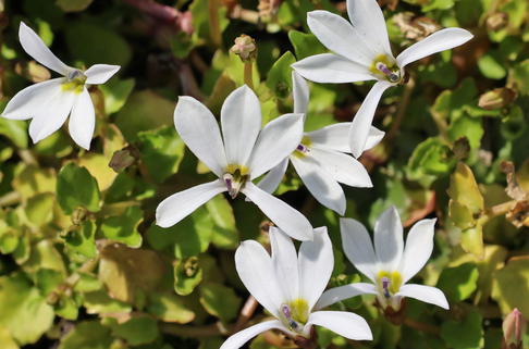Scheinlobelie 'Treadwellii' - Pratia pedunculata 'Treadwellii'