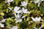 Scheinlobelie 'Treadwellii' - Pratia pedunculata 'Treadwellii'