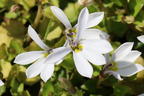 Scheinlobelie 'Treadwellii' - Pratia pedunculata 'Treadwellii'
