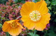 Scheinmohn 'Aurantiaca'
