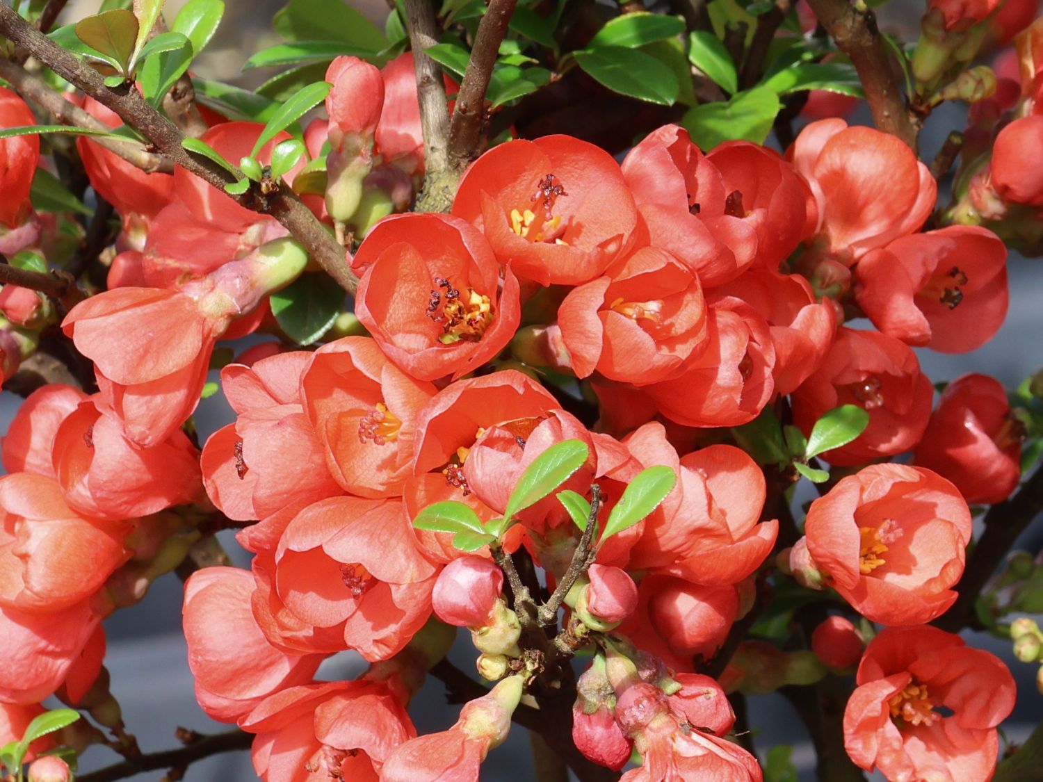 Scheinquitte /  Zierquitte 'Friesdorfer Typ 205'