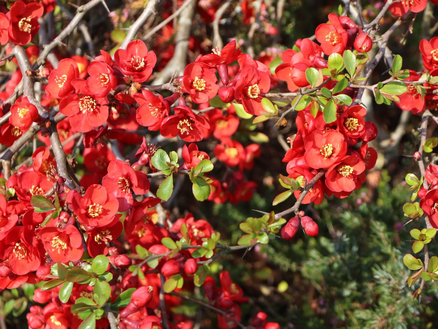 Scheinquitte / Zierquitte 'Fusion' - Chaenomeles 'Fusion'